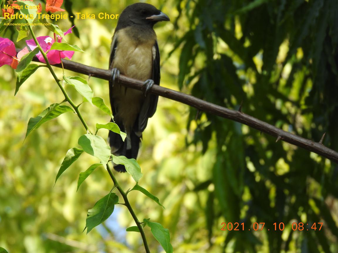 Rufous Treepie (74) Coming Soon